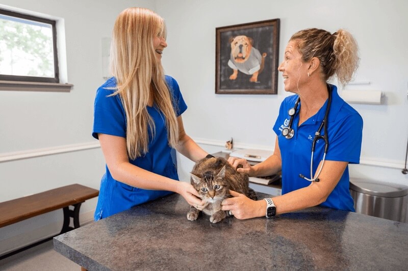 Cat Services in Jacksonville