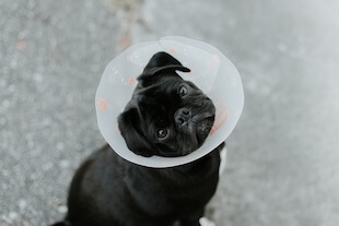 General Pet Vet Services in Jacksonville