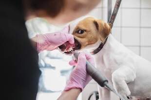 Pet Urgent Care in Jacksonville