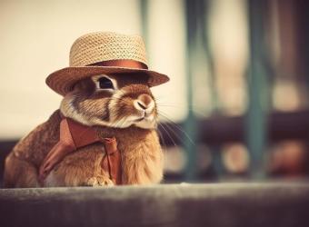 Pet Traveling: How to Prepare Your Pet for a Long Trip