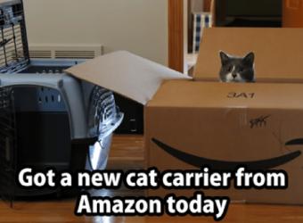 How to Train Your Cat to Like the Cat Carrier - It IS Possible!