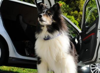 On the Road: Car Travel Tips for Dogs
